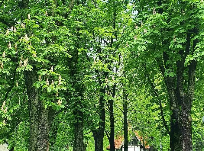 Parka Namins - 2 Stavu Namins Viesturdarza Perlu Medniekiem! *